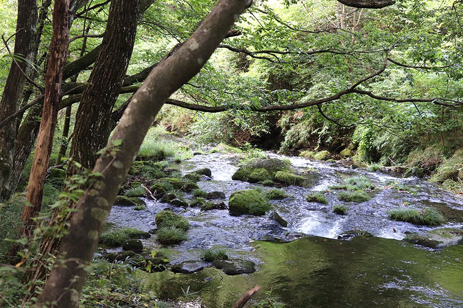 森のそばには川も流れている。