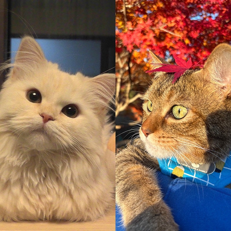 「かわいいニャングランプリ2026」【7】うちの子の個性を見てほしい！ オンリーワン部門の発表です！