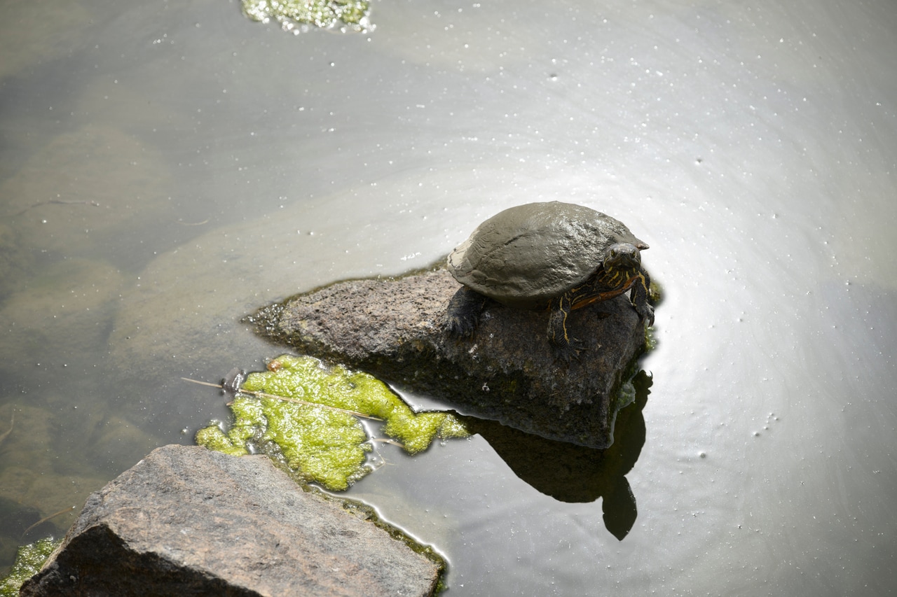 お堀には甲羅干しをしている亀が。こんなのんびりとした光景にも癒される。