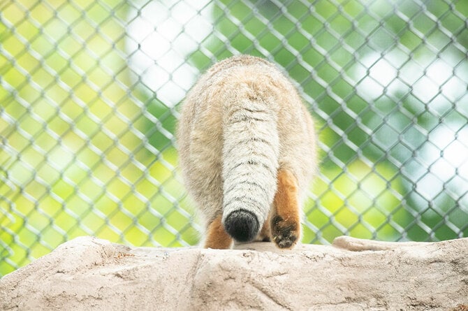 こんなにかわいいものを振られては降参です。