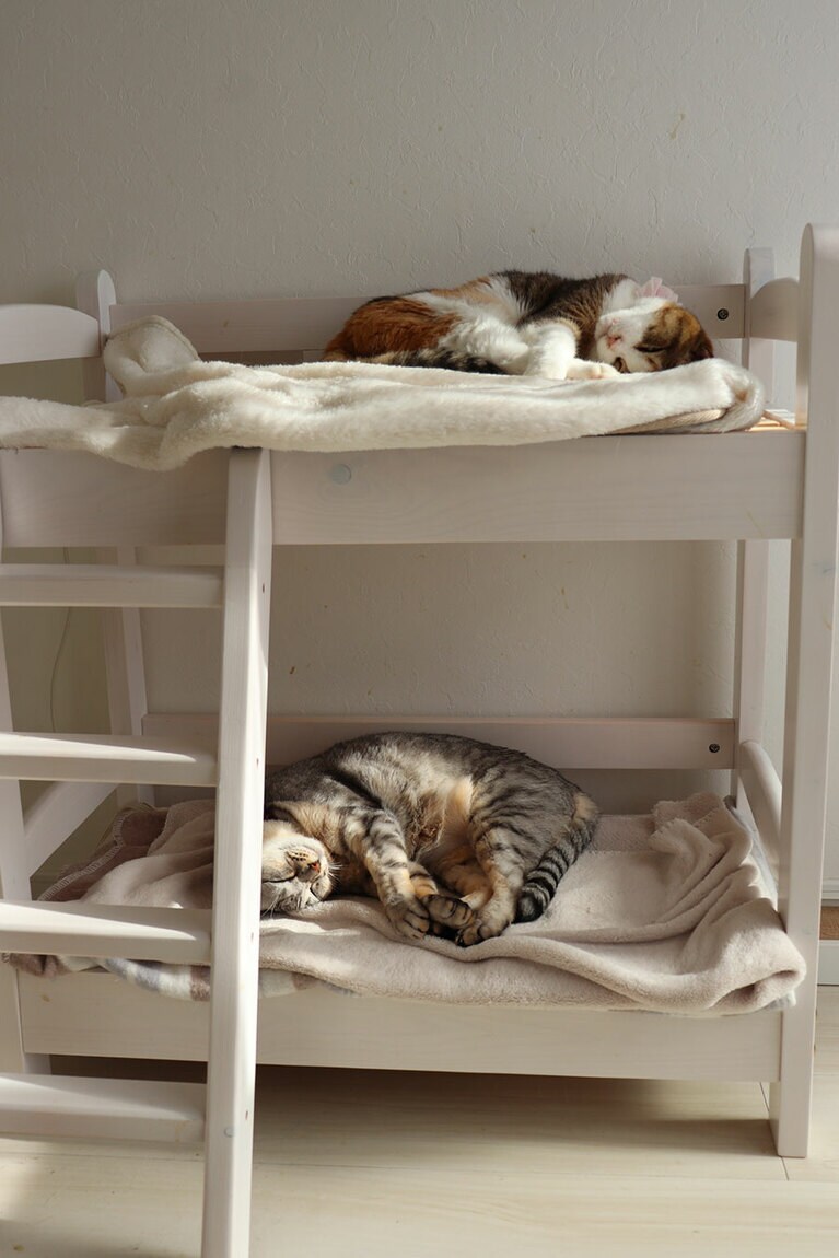 ミーとぐー メス 19歳と7歳。