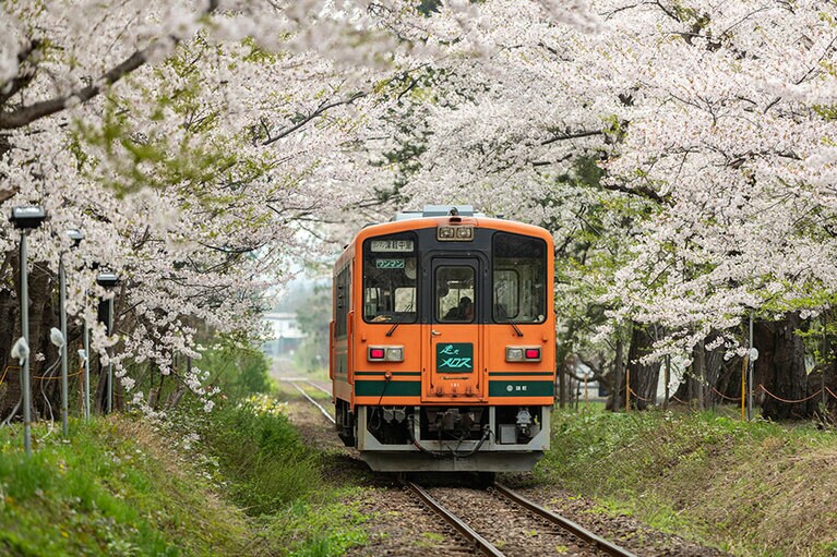 【青森県】芦野公園の桜。