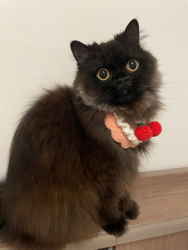 ノワレット ♀ 1歳。「お目目まんまる我が家のアイドルの末っ子ちゃんです」（飼い主さんより）。