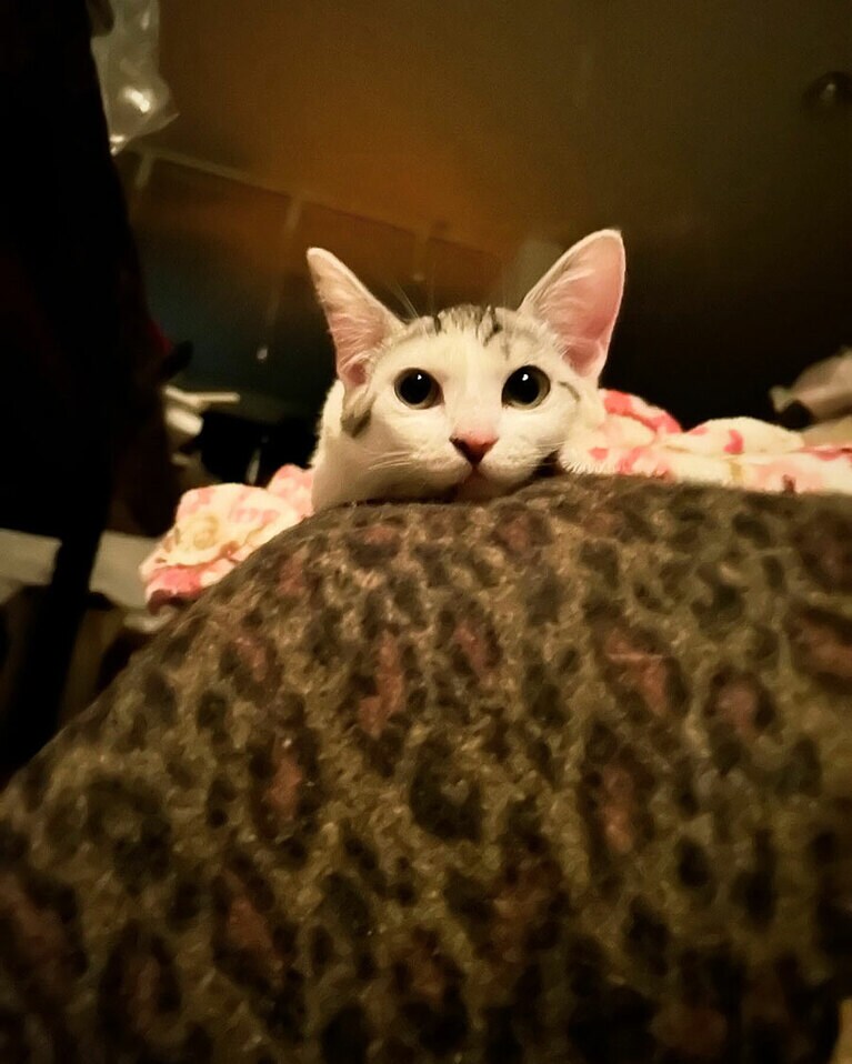 七海 メス 8カ月。ツンデレ（英さん）。