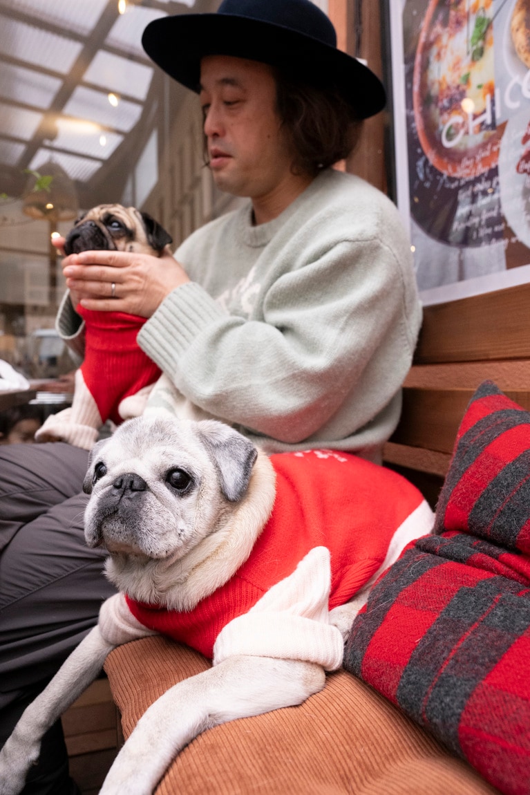 ムキムキパグの威厳は今も。