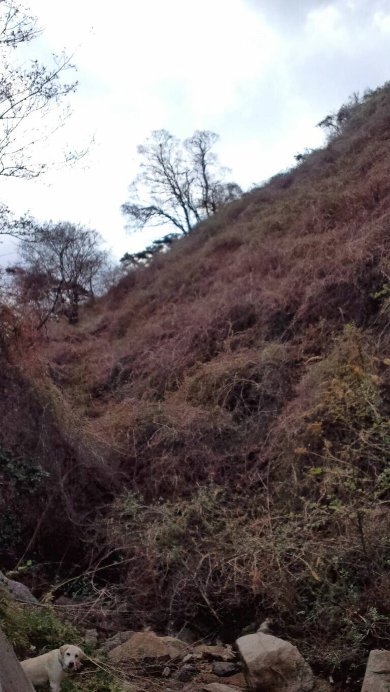 「山で自由に遊び回る。呼んだら絶対に来る、または、こっち見る。」(福徳さん)