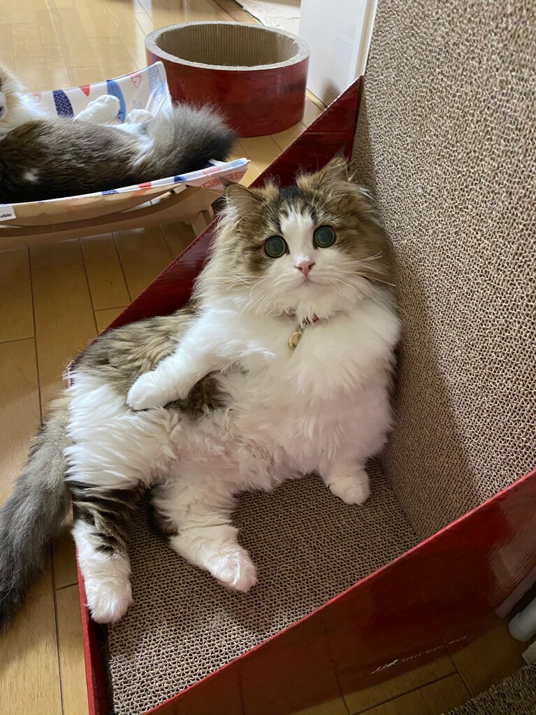 華(HANA) ♀ 2歳。誕生日に写真撮影をしていたらこのポーズ！モデルの素質有りッ。