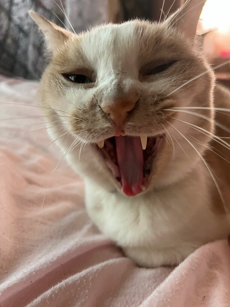 きなこ ♀ 8歳。怒っている顔が可愛いです！