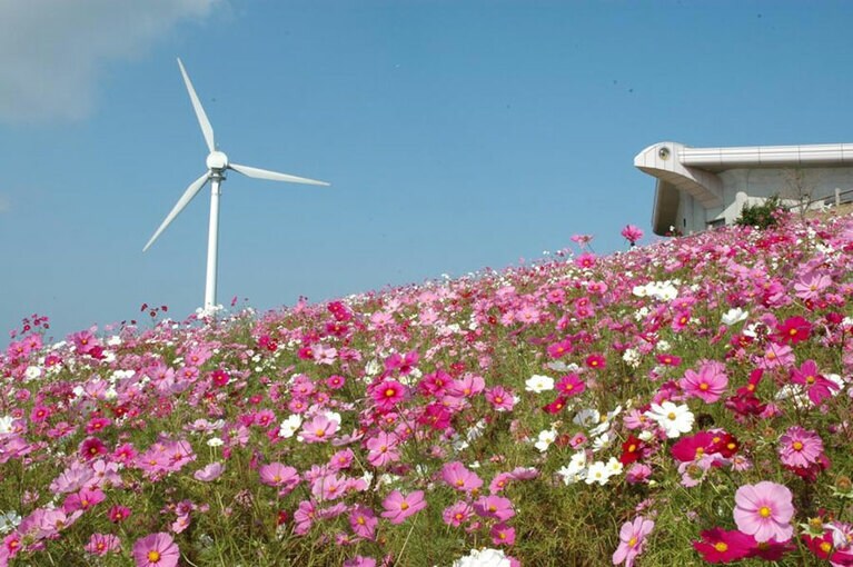 【和歌山県】コスモスが咲き誇り、ロマンティックな風景が広がる。