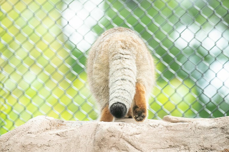 こんなにかわいいものを振られては降参です。