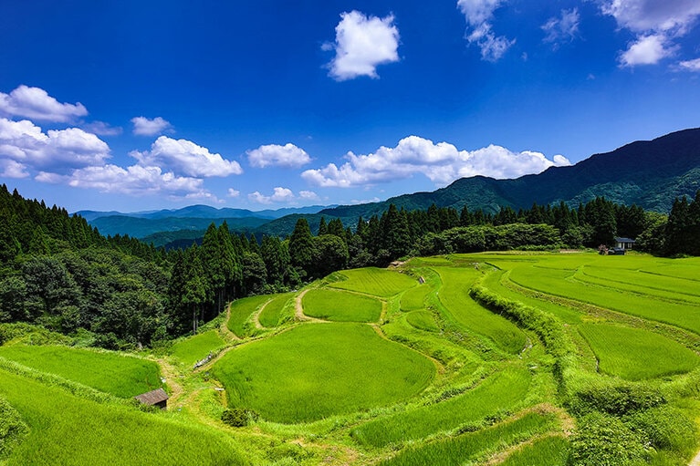 【兵庫県】うへ山の棚田。