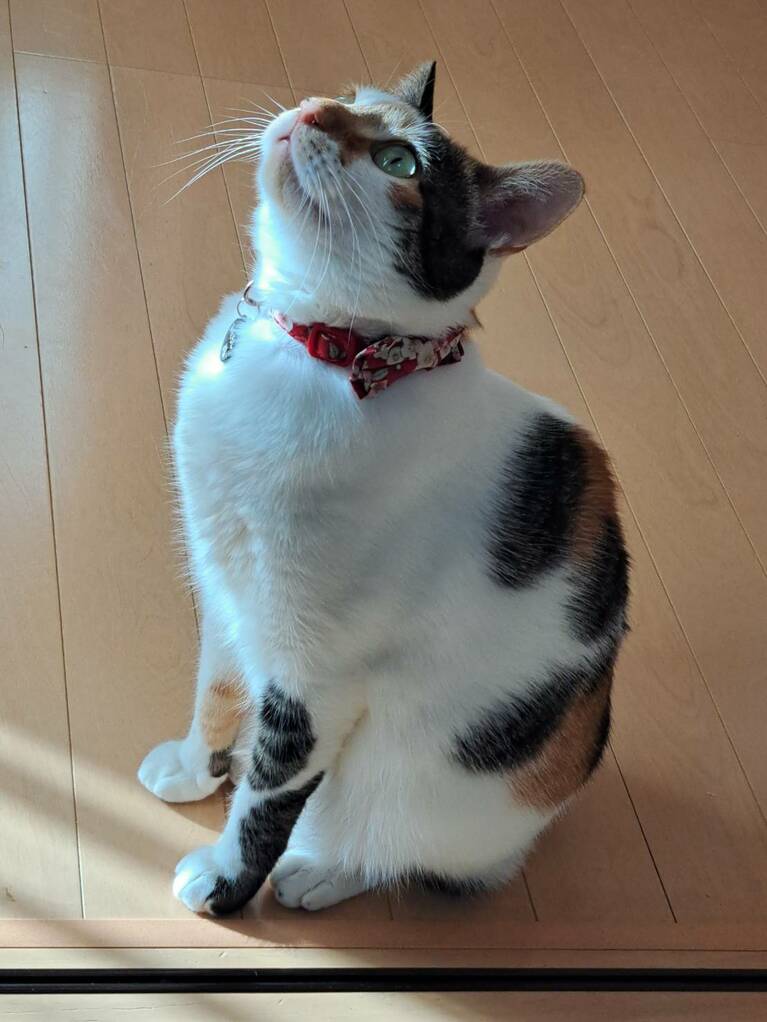 みたらし ♀ 1歳。いつもお転婆のみたらしだけど、今日はとても綺麗！　思わずみとれちゃった（ぷにぷにさん）