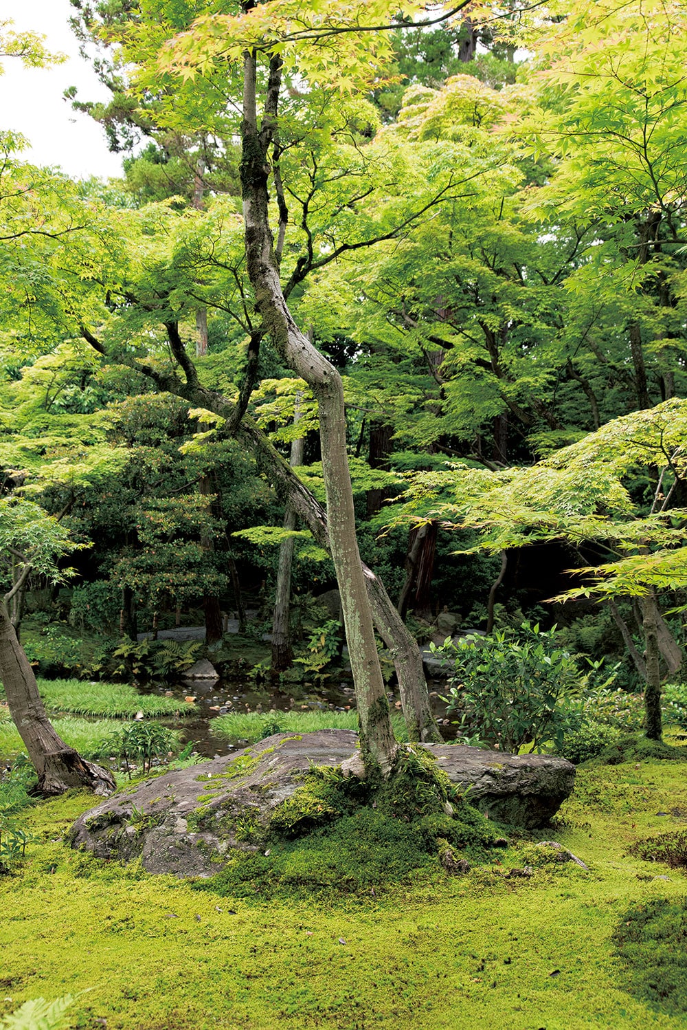 平尾氏は野趣溢れながらも繊細さを感じる樹木がこの庭には多いと話す。