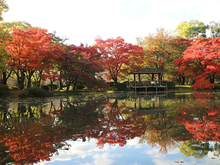 京都府立植物園の紅葉。