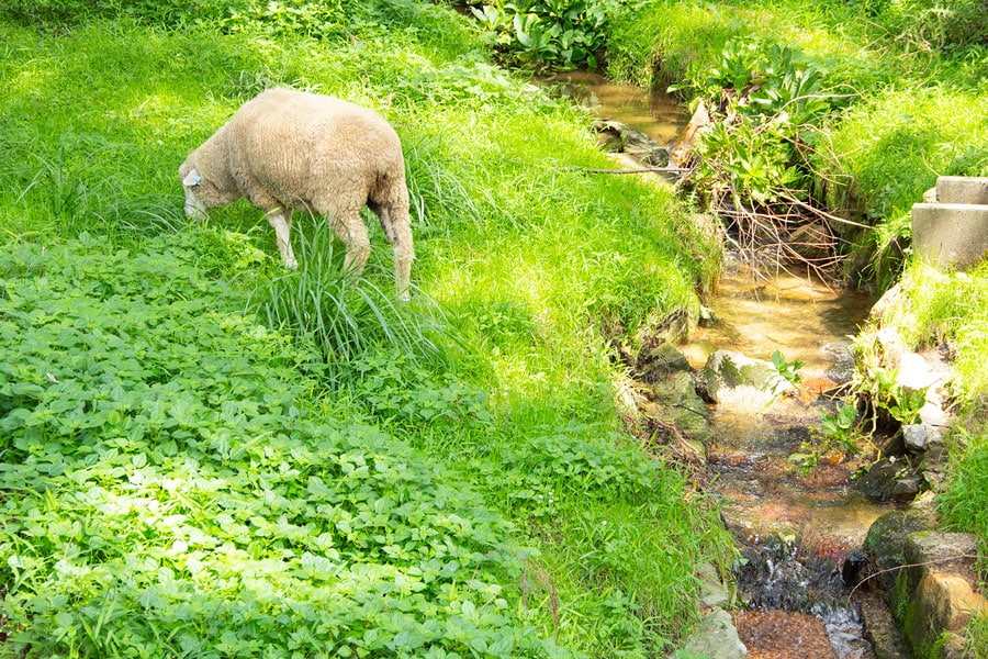 この写真も5月の「六甲山牧場」で撮影。水辺もあって涼しげです。