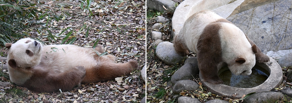 秦嶺四宝科学公園で暮らす茶色のパンダ、チーザイ（2024年12月6日、筆者撮影）