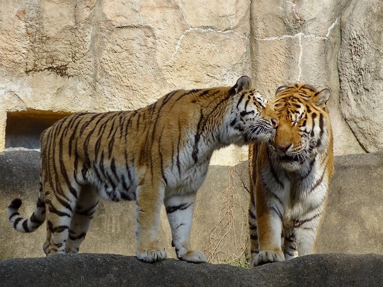 「ローラはとにかくソーンが大好き」なのだという。