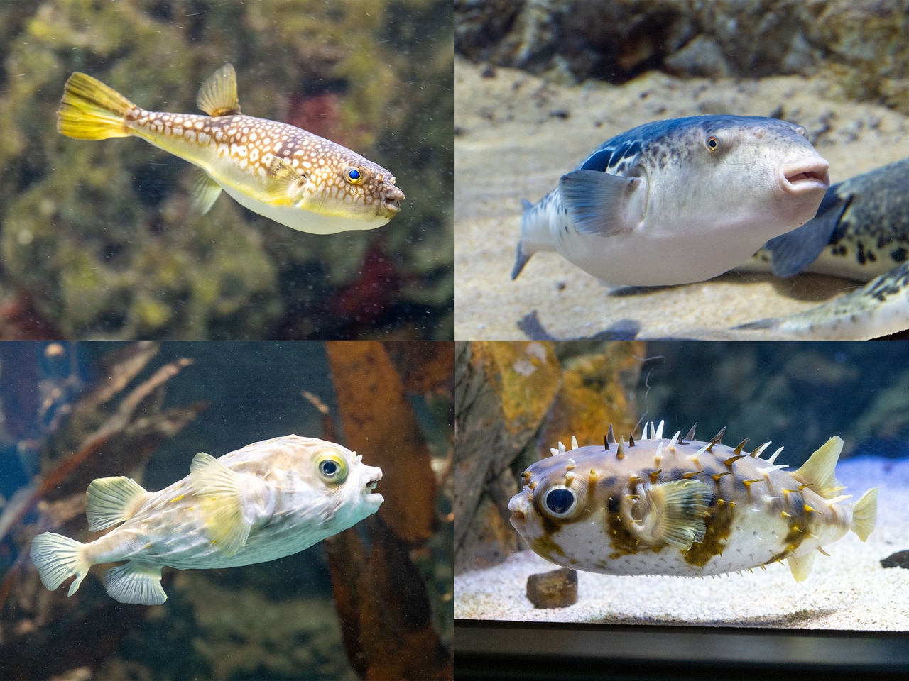 あなたの推しふぐは？