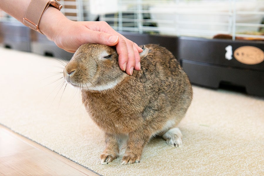 「なでて」のサインも！