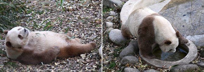 秦嶺四宝科学公園で暮らす茶色のパンダ、チーザイ（2024年12月6日、筆者撮影）