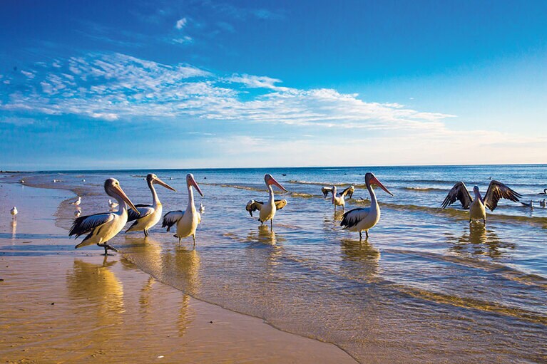 野生のペリカンたちがお出迎え。