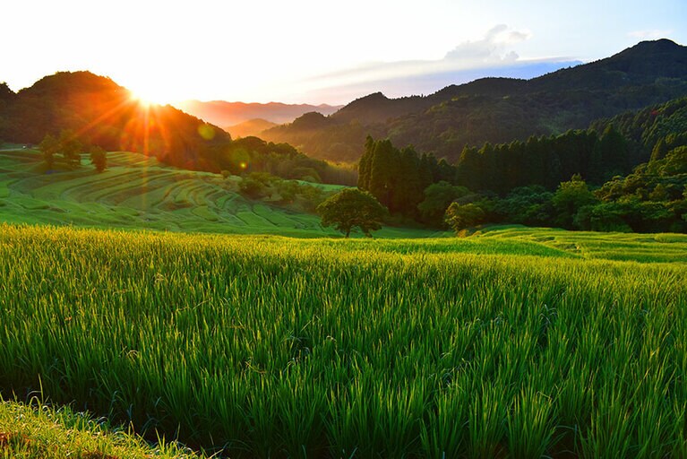 大山千枚田。