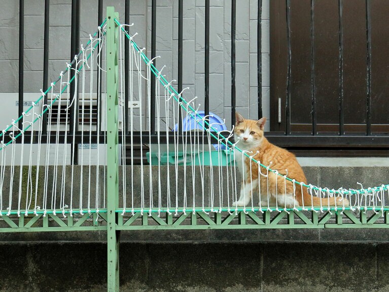 「ゴールデンウィークだからニャ……『大渋滞』が始まる前に橋を渡るのニャ！」