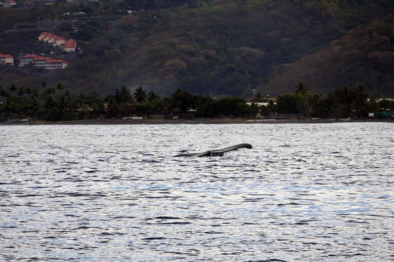 海面を凝視していたら、尾びれが！