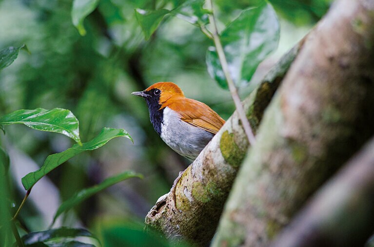 【東村】やんばるの森にのみ生息する固有種、ホントウアカヒゲ。