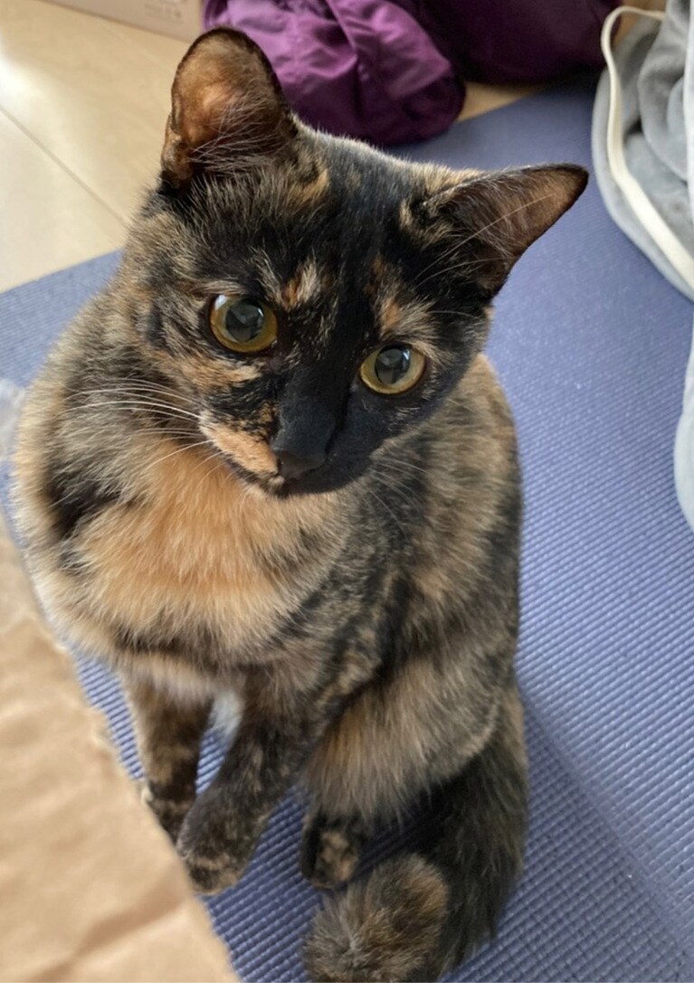 おはぎ ♀ 1歳。おすまししてみました。