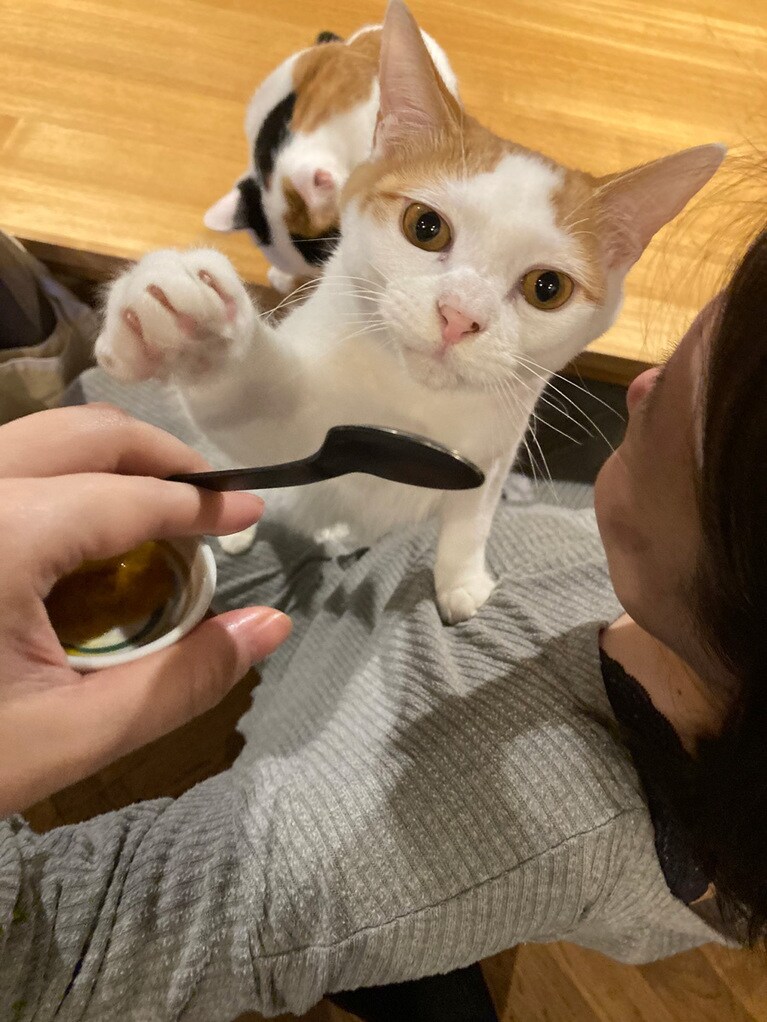 音 ♂０歳。ママが食べてるそのおつまみ、くださいにゃー！