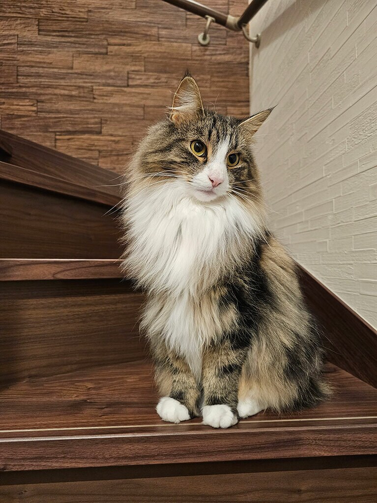 アンバー オス 3歳。階段でおすましポーズ。普段は全力ダッシュしてるよ（まーちゃんさん）。