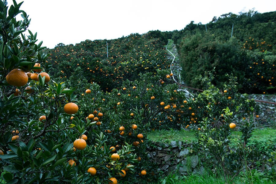 畑いっぱいに実る柑橘類。一つひとつ手作業で収穫する。