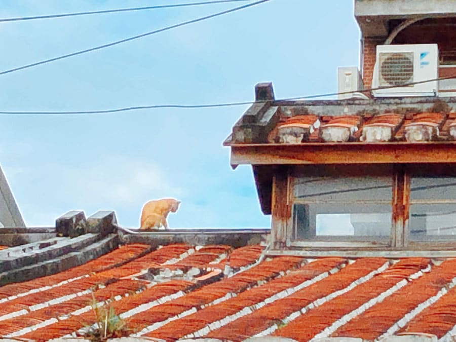 古い家屋の屋根でのんびりする茶トラ。