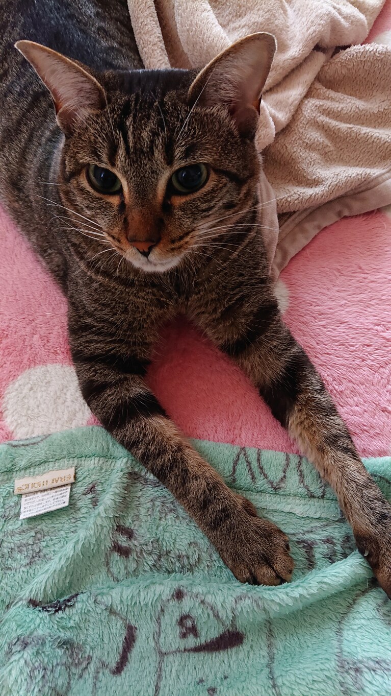 みゅーず♀ 5歳。我が家の庭に迷い混んできた子猫。てんかんを持っていて5年間毎日投薬を頑張っています。でも毎日たくさんの癒しをくれる可愛い娘(猫)。大きな目がチャームポイントです。