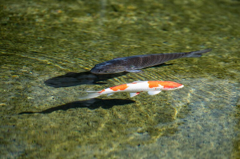 新潟県・里山十帖の秋