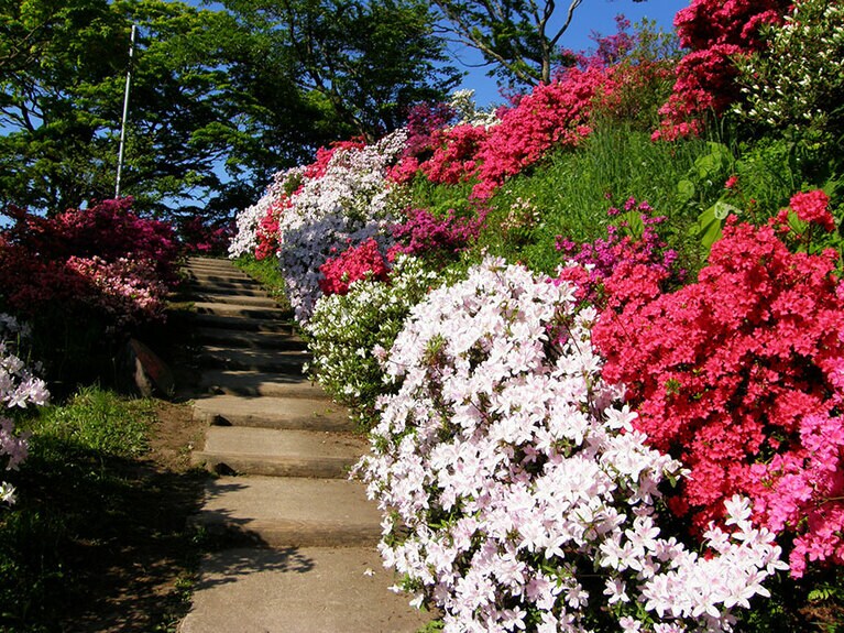 茶臼山公園のつつじ。