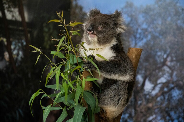 威厳あるコアラ。