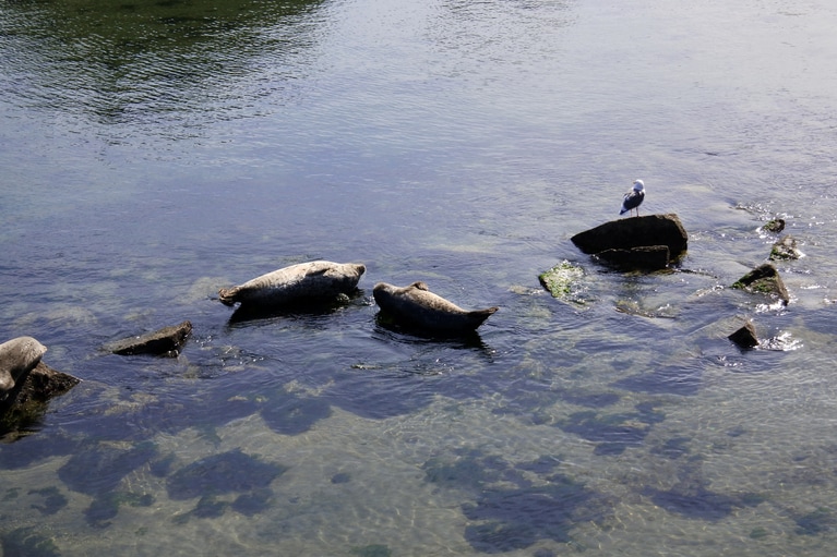 豊饒の海で満腹になって、幸せな午睡をしているアシカたち。岸のすぐそばで安心して寝ています。