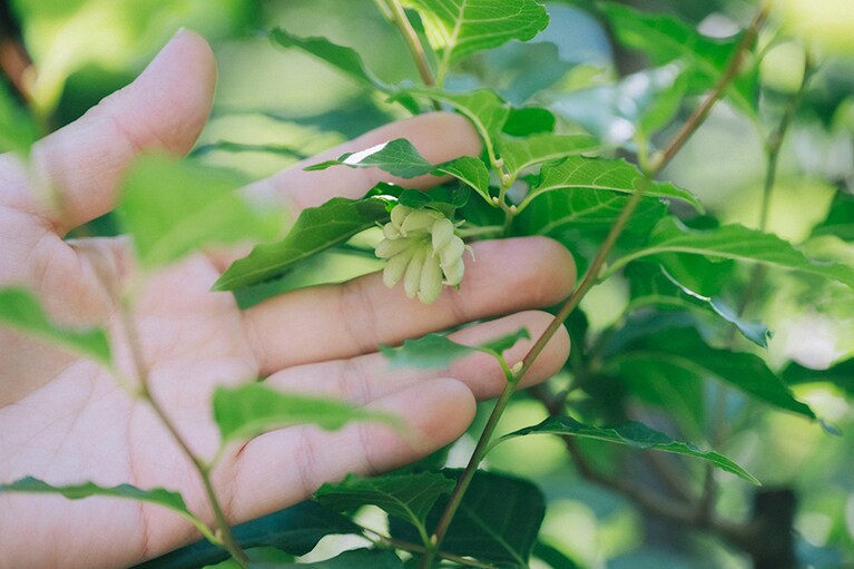 エゴノキの枝先にはバナナのような白い房も。じつはアブラムシが作った虫こぶで、形が猫の足先に似ていることからエゴノネコアシと呼ばれているそう。