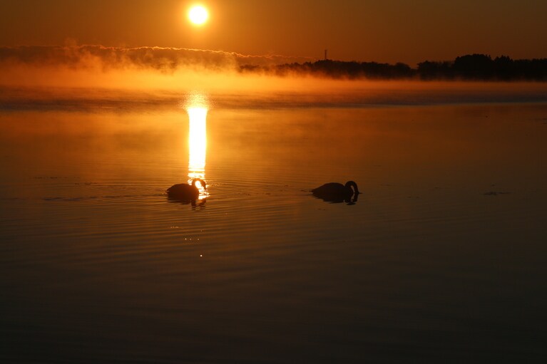 小湊のハクチョウ。