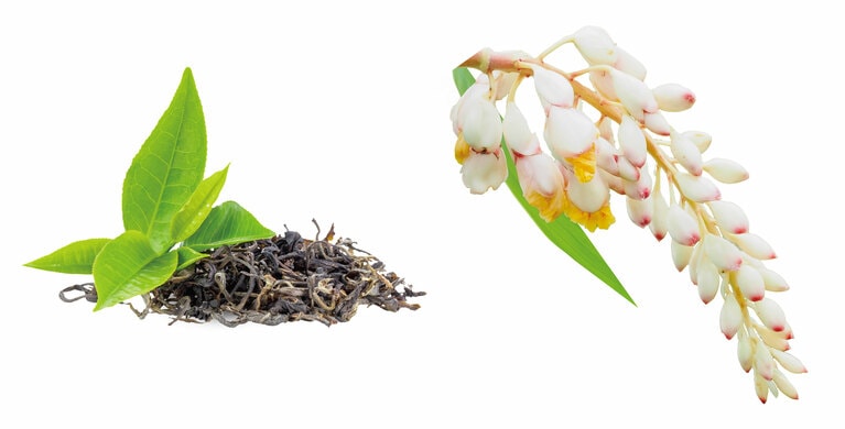 アオモジや烏龍茶（写真左）、ゲットウ※（写真右）などを組み合わせることで、ハーバルでオリエンタルな印象もある香りに。※ゲットウ葉精油（香料）を使用