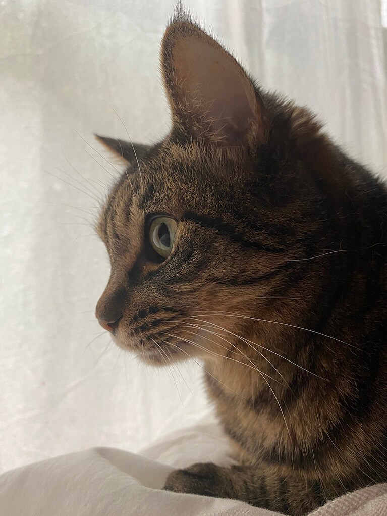 さくら ♀ 12歳。横顔のフォルムがたまらないんです♡