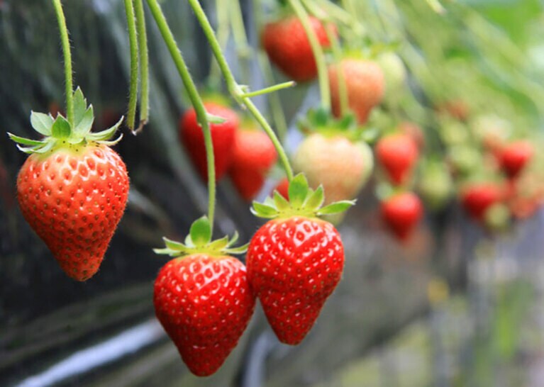 【香川県】さぬきひめ。