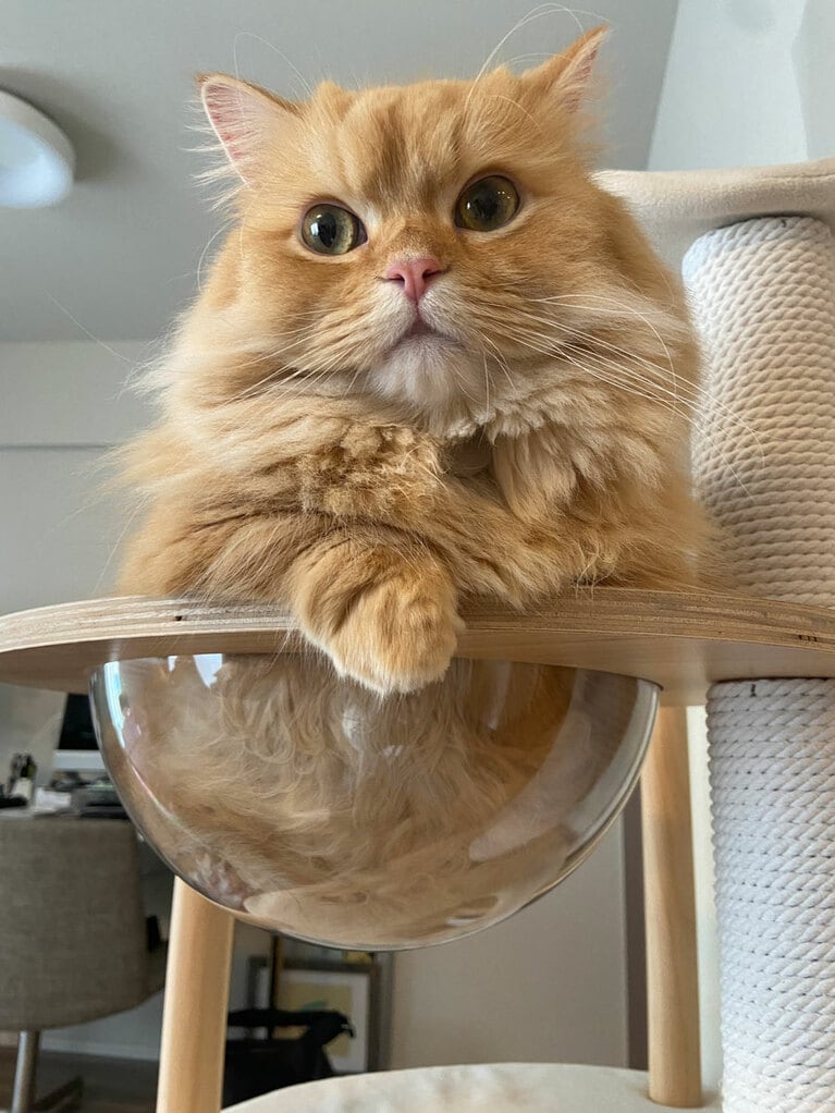 チャピィ ♂ 1歳。キャットタワーにクリアなドームを付けて間も無くの頃。うまく登れず猫だけど片足落ちちゃってます。それ以来、キャットタワーに寄り付かず…少し経ってからドームを使ってくれるようになりました。（よかった……）（ZAWA.さん）