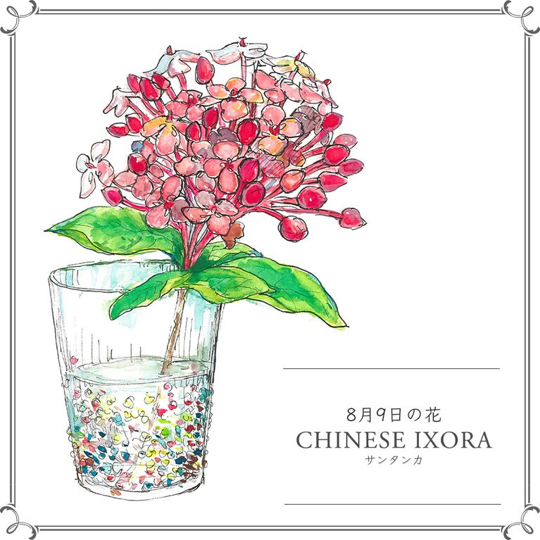 8月9日の花「サンタンカ」