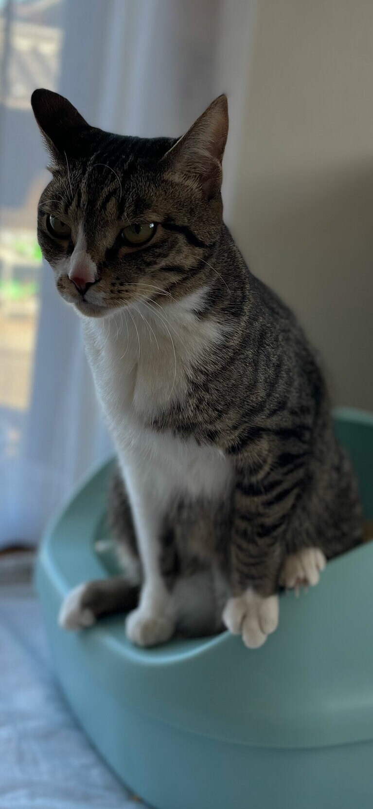 はち オス 2歳。トイレはいつもこのスタイル！体幹が大事だにゃ～。集中してるお顔がかわいいでしょ？（しゅうちゃんさん）。