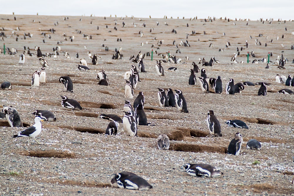 約12万羽のペンギンが暮らしている、パタゴニアのマグダレーナ島。Photo：Matyas Rehak