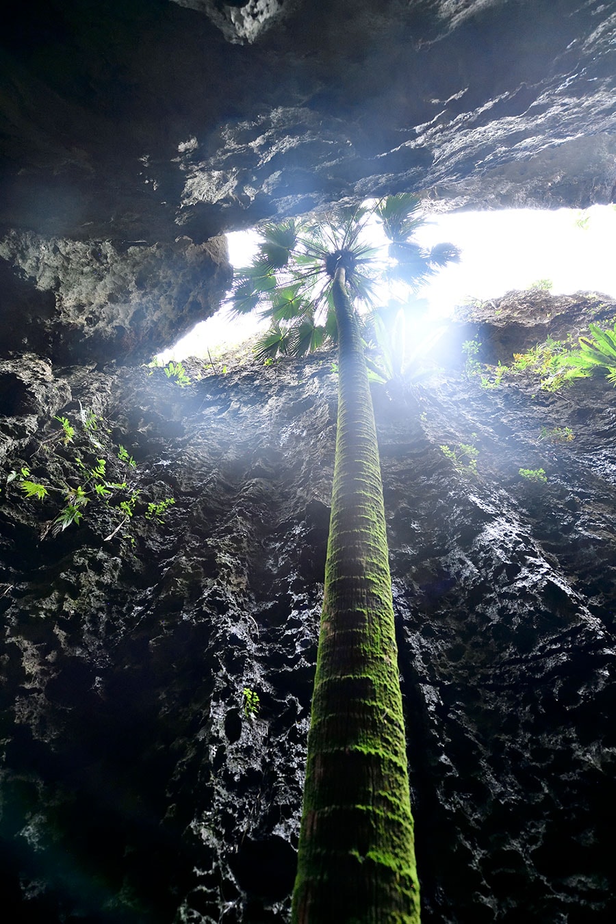 太陽の光を浴びるバリバリ岩のビロウの木。