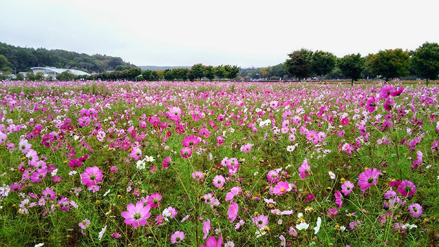 花の都公園。